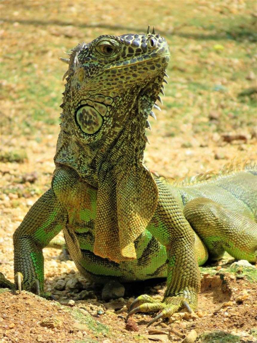 伊瓜纳蜥蜴龙