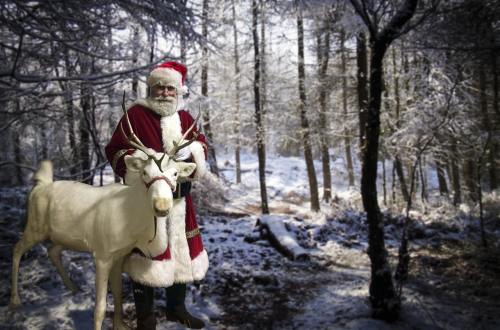 圣诞老人、白色的驯鹿、林地