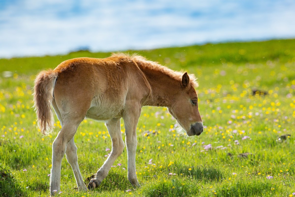 草地上的小马驹免费图片