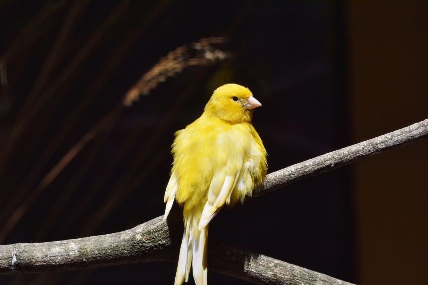 金絲雀鳴鳥鳥