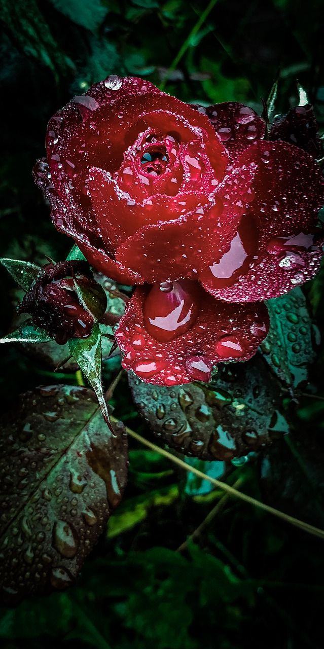 玫瑰,雨,雨点