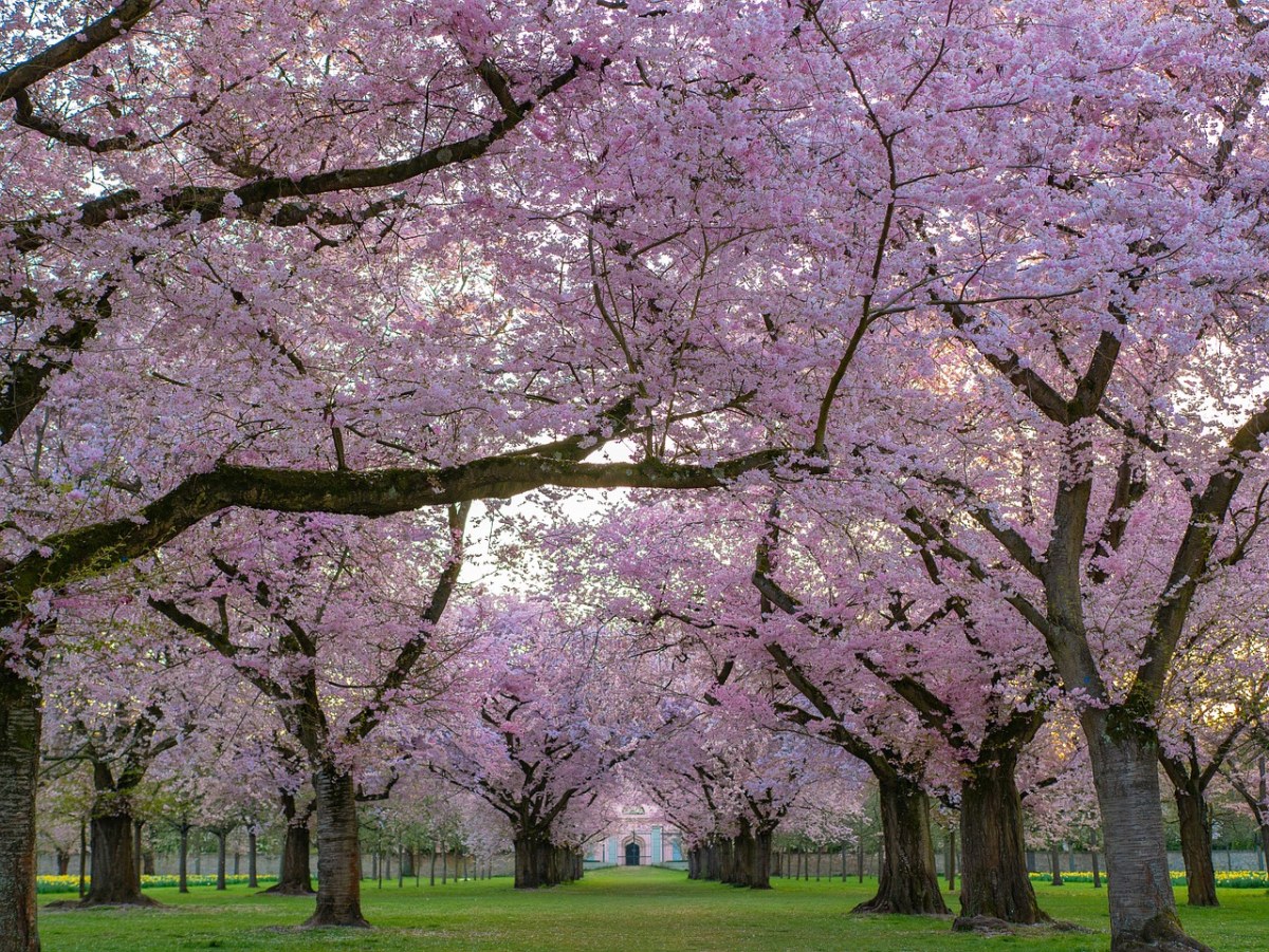 开花的樱花树免费图片