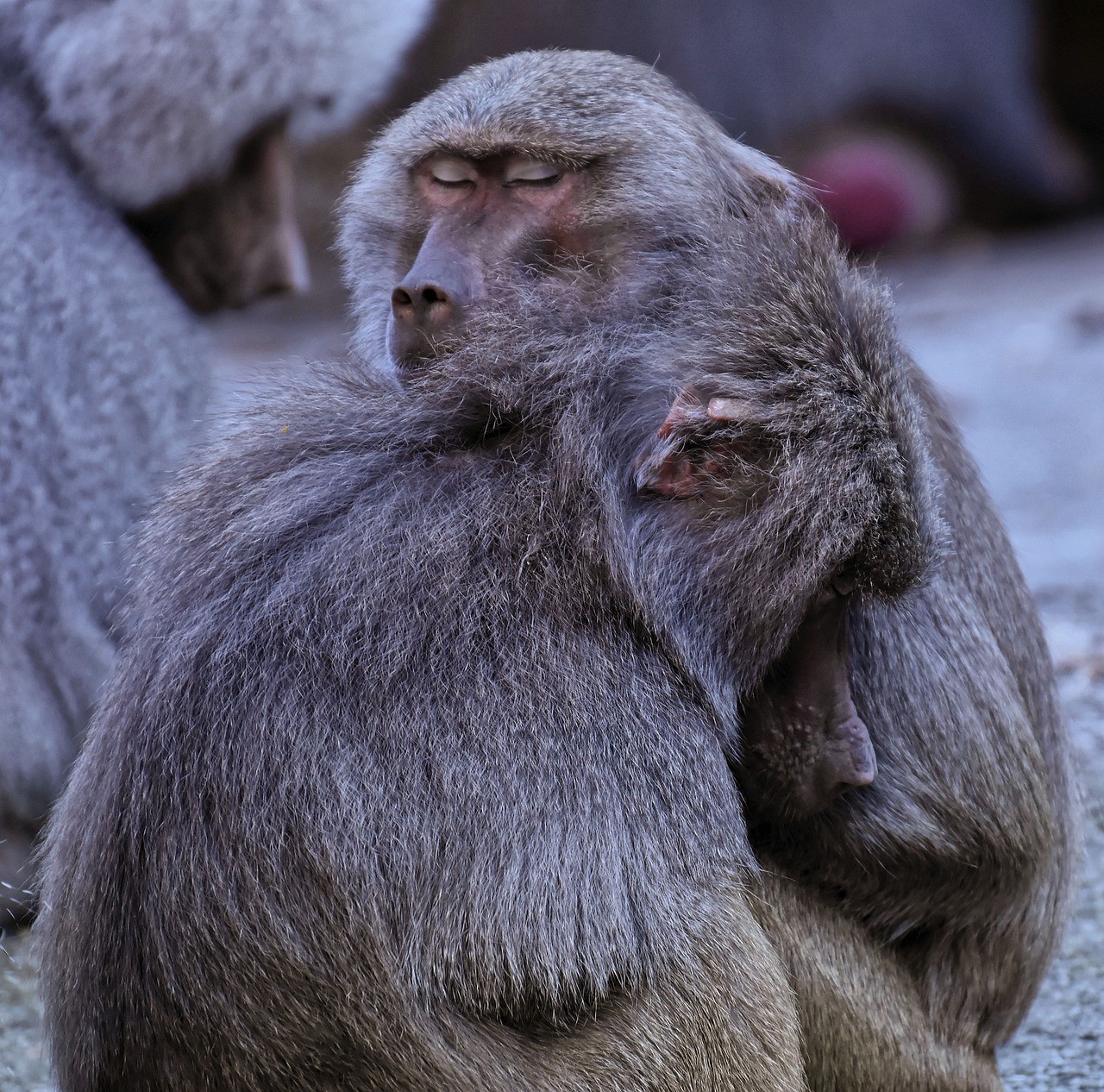 狒狒,猴子,动物园