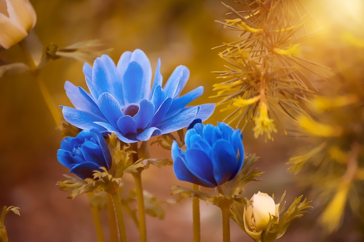 海葵、蓝色、花免费图片
