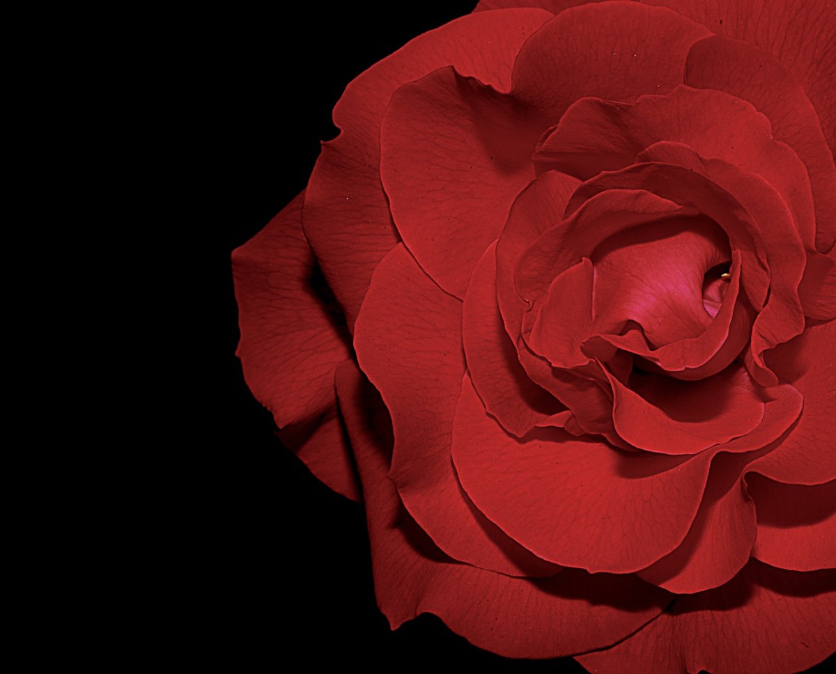 玫瑰,红色,开花