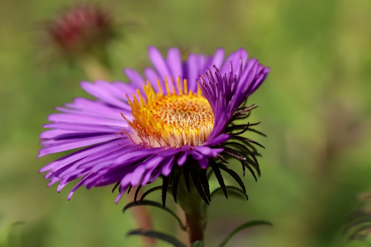阿斯特,aster花,开花