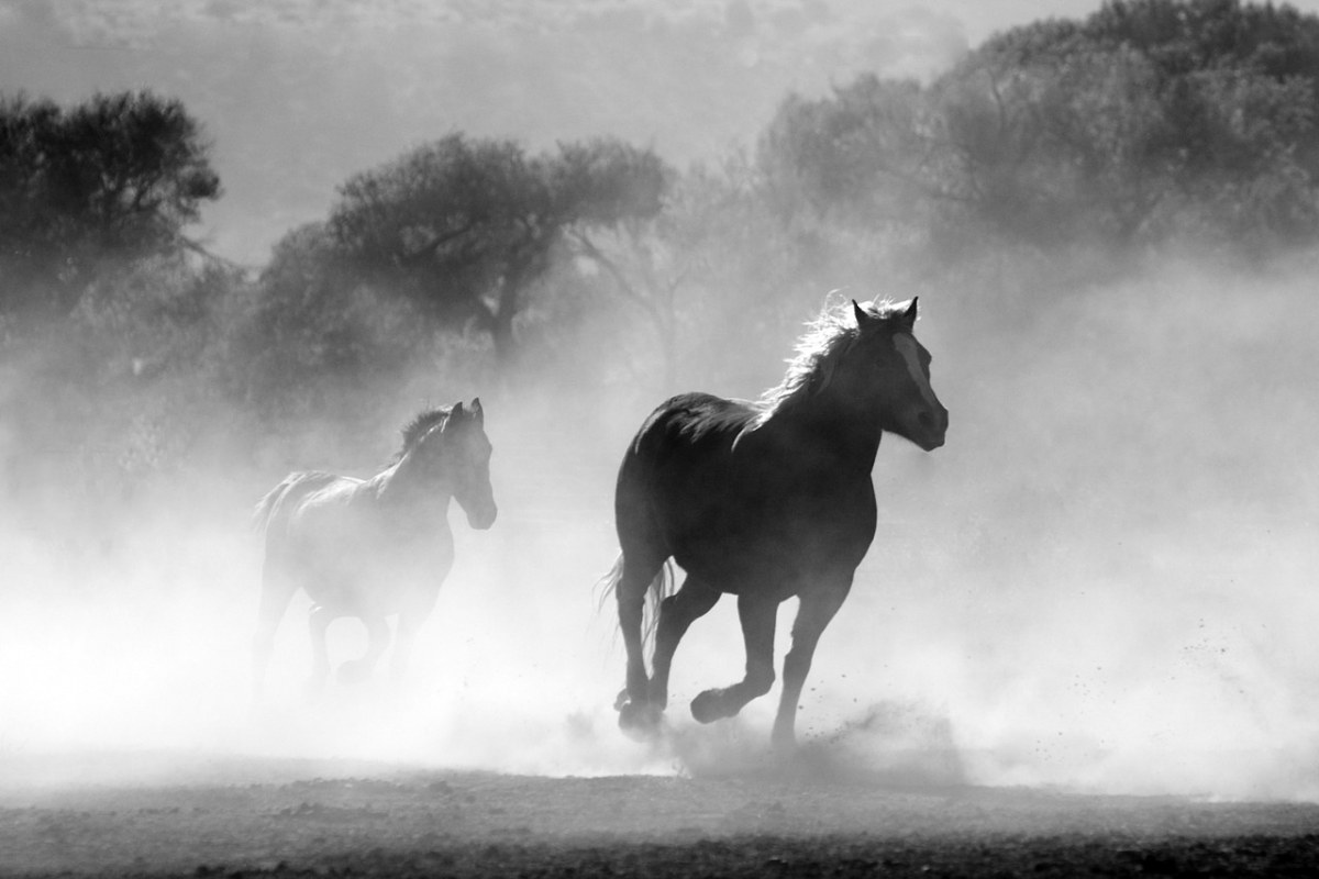 马、群、尘免费图片