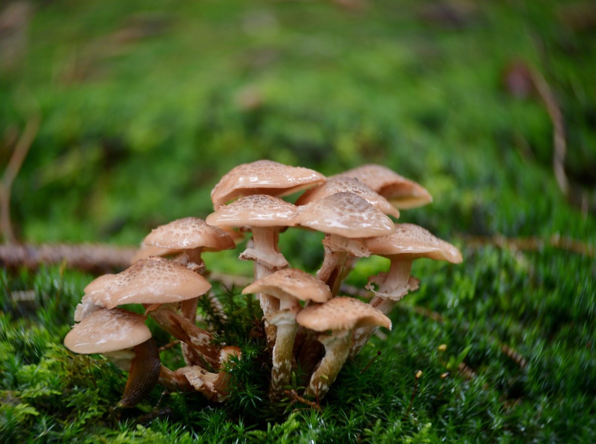 蘑菇,木耳,秋季