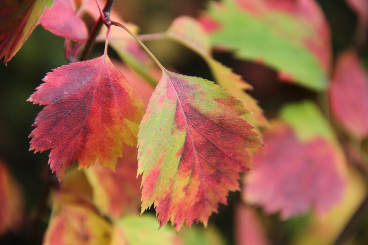 秋季、叶子、丰富多彩免费图片