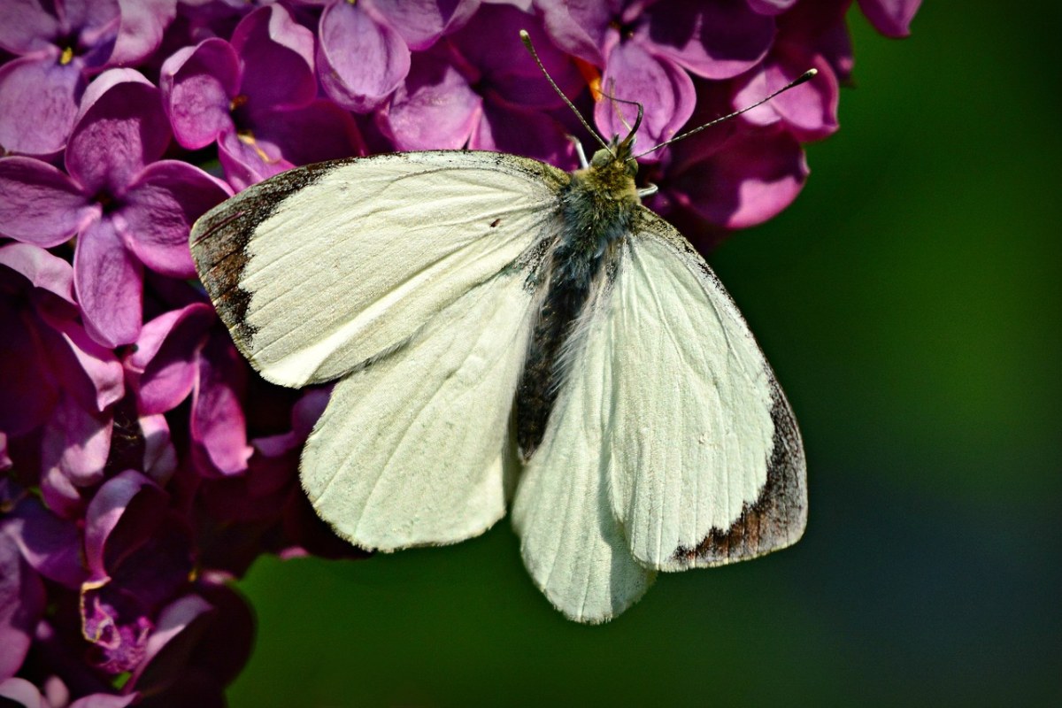 白菜白、蝴蝶、昆虫免费图片