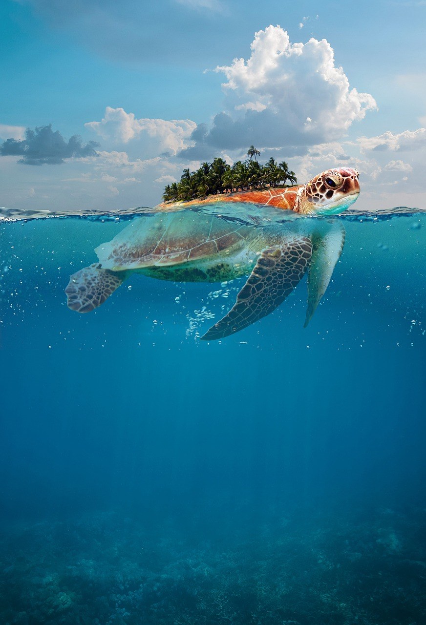 一只海龟免费图片