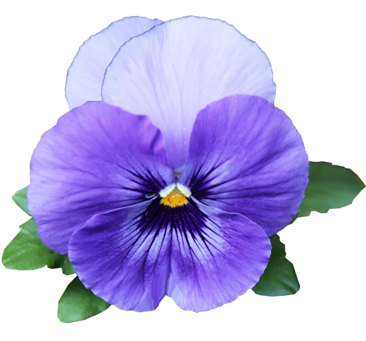 花,紫色,三色堇