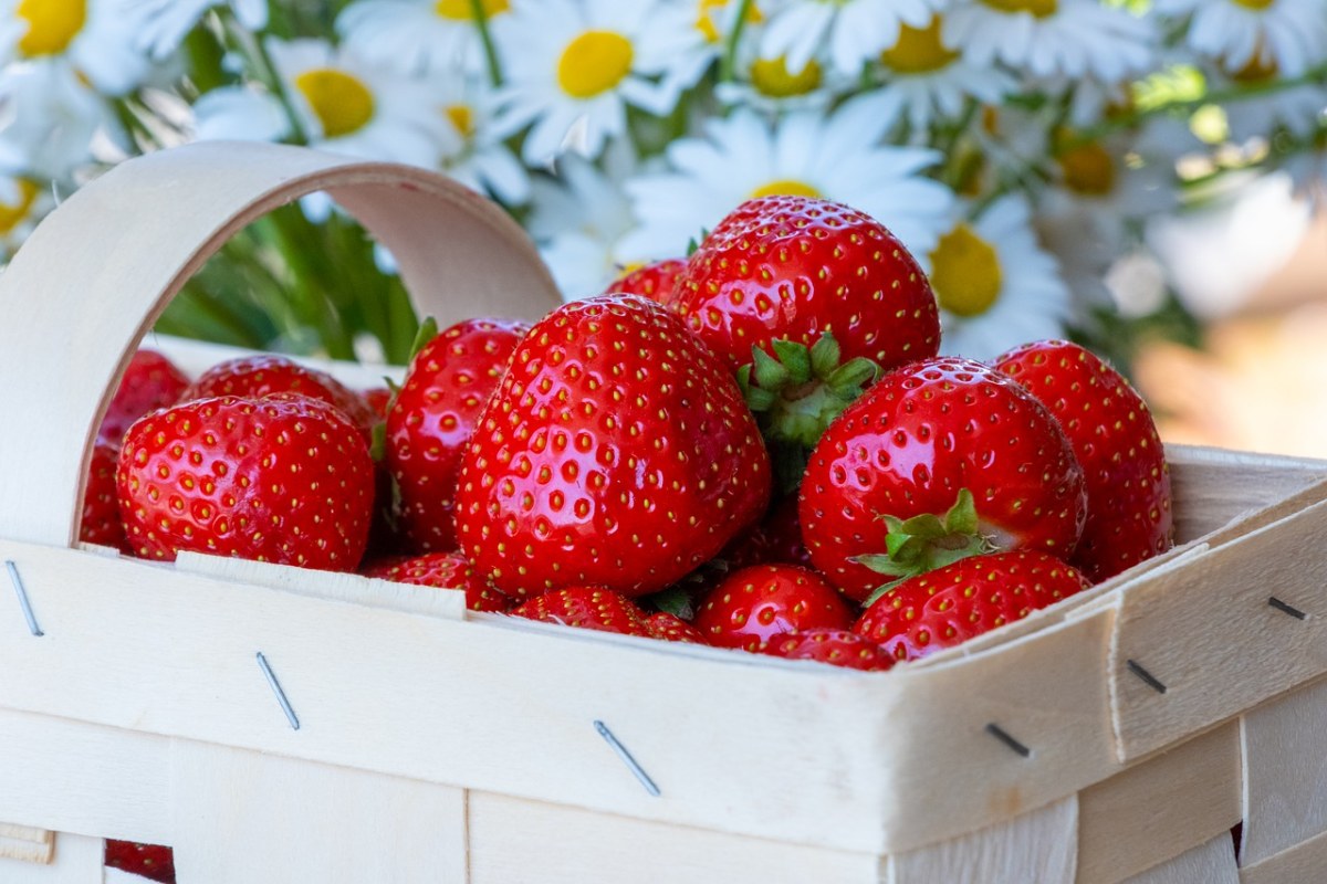 草莓、水果、吃免费图片