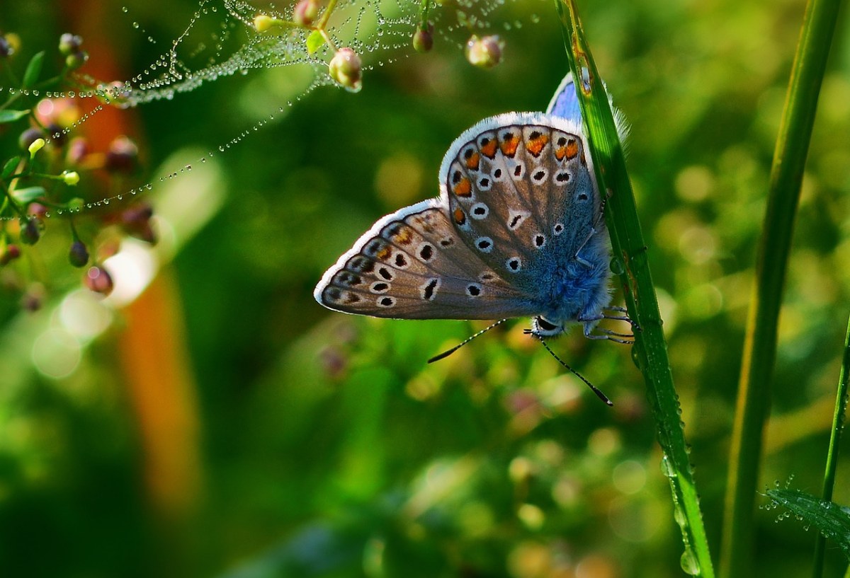 蝴蝶、常见蓝、关闭免费图片