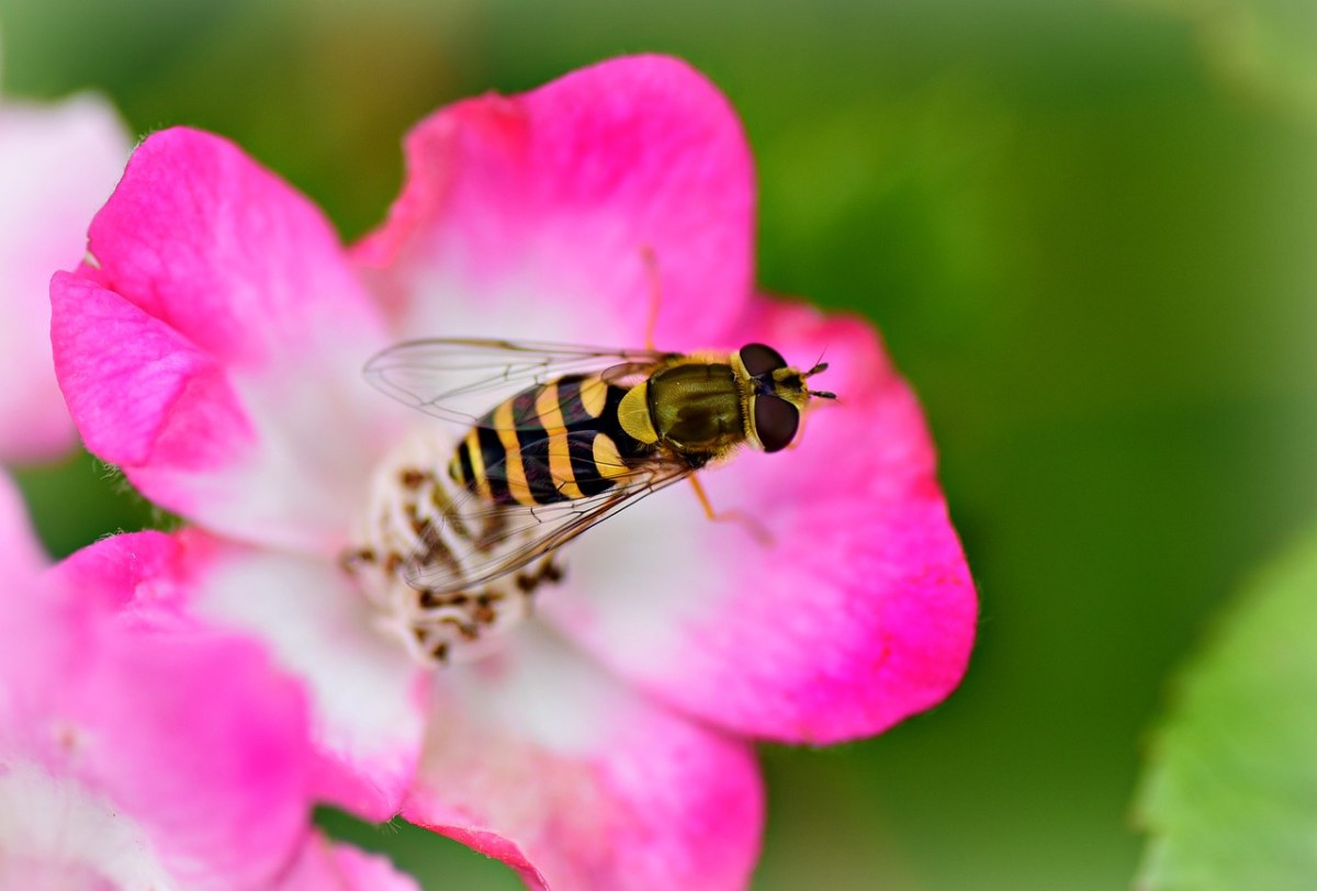 蜜蜂、昆虫、授粉免费图片