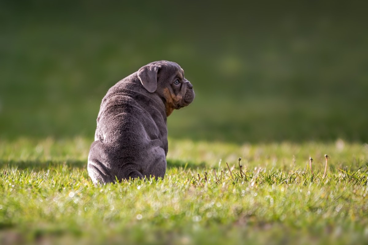 斗牛犬,英国斗牛犬,狗