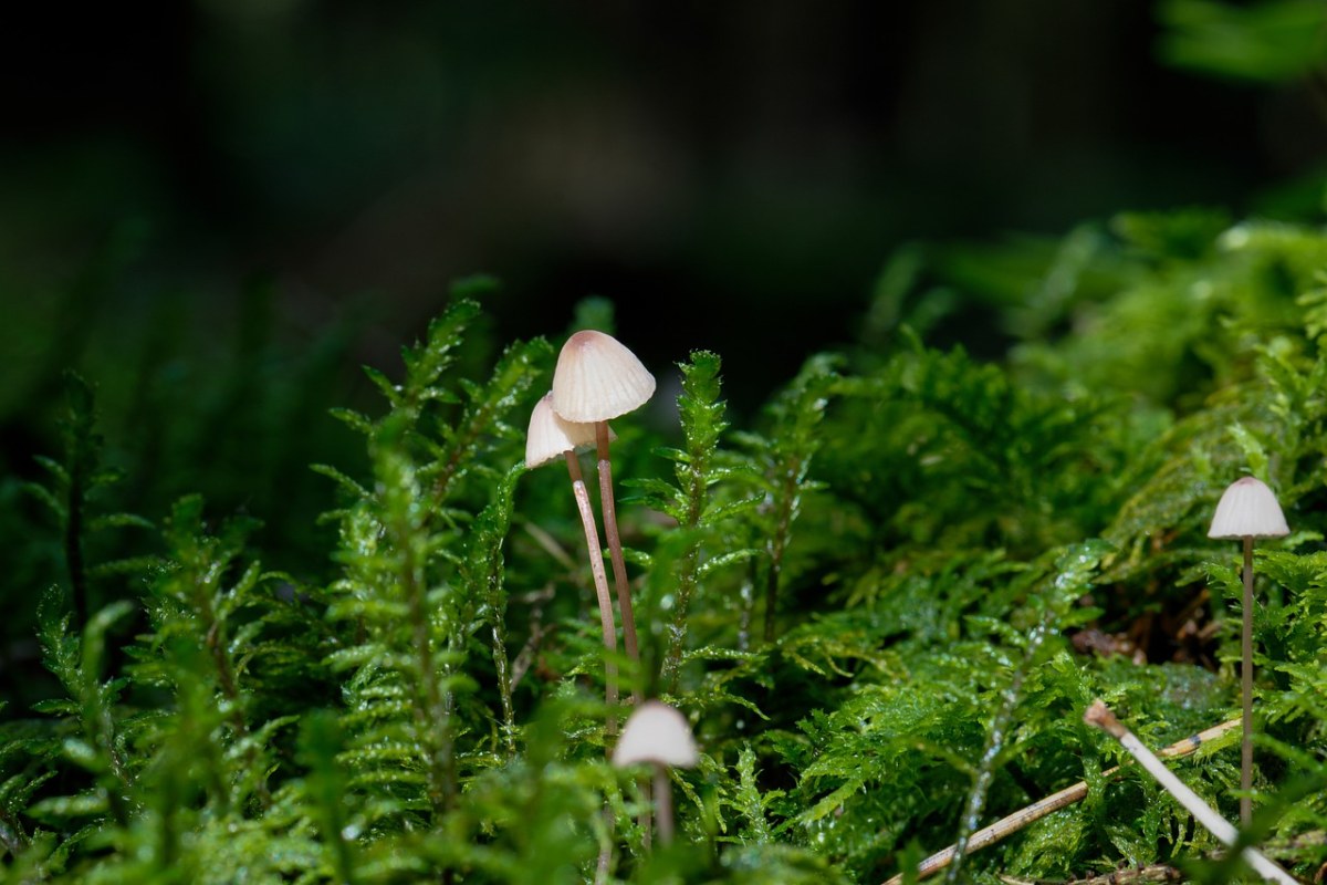 蘑菇、哈米德、·、森林免费图片