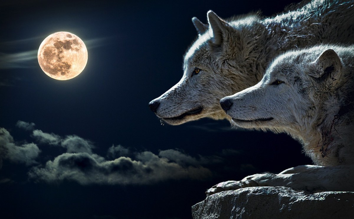 狼、扭矩狼、月亮免费图片