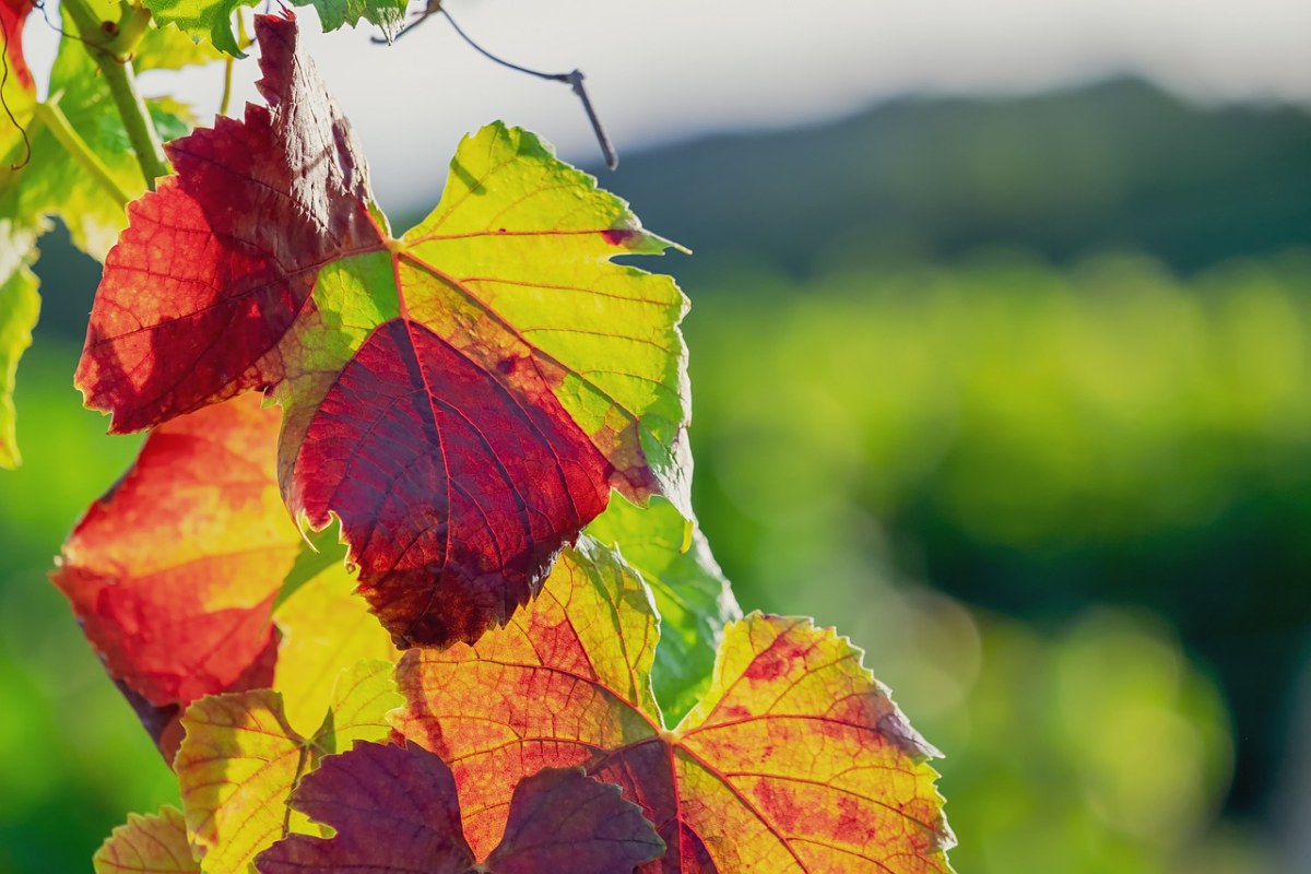 叶酒、秋季、秋天的颜色免费图片