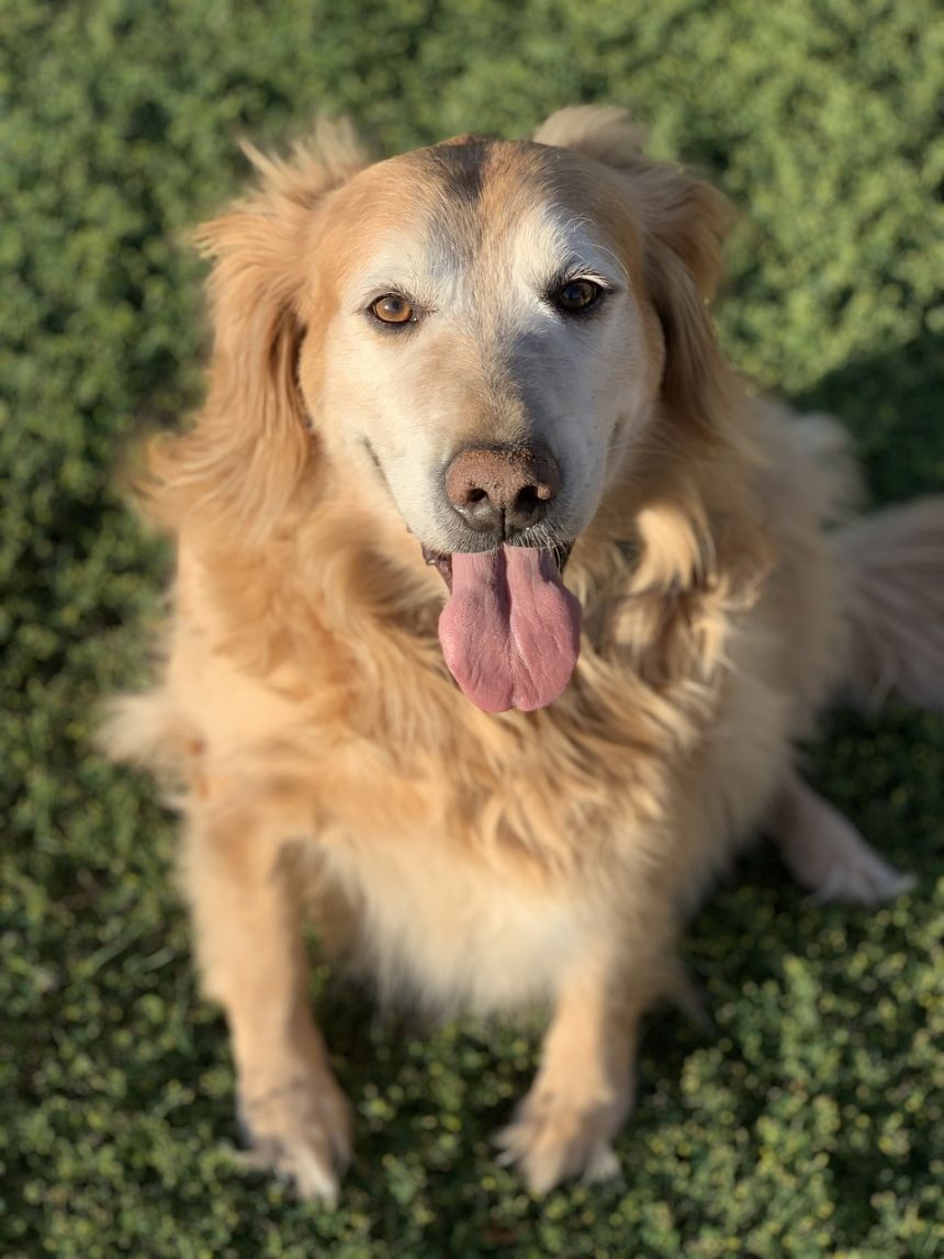 狗可爱金毛寻回犬