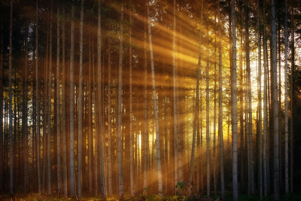 森林、阳光、新光免费图片