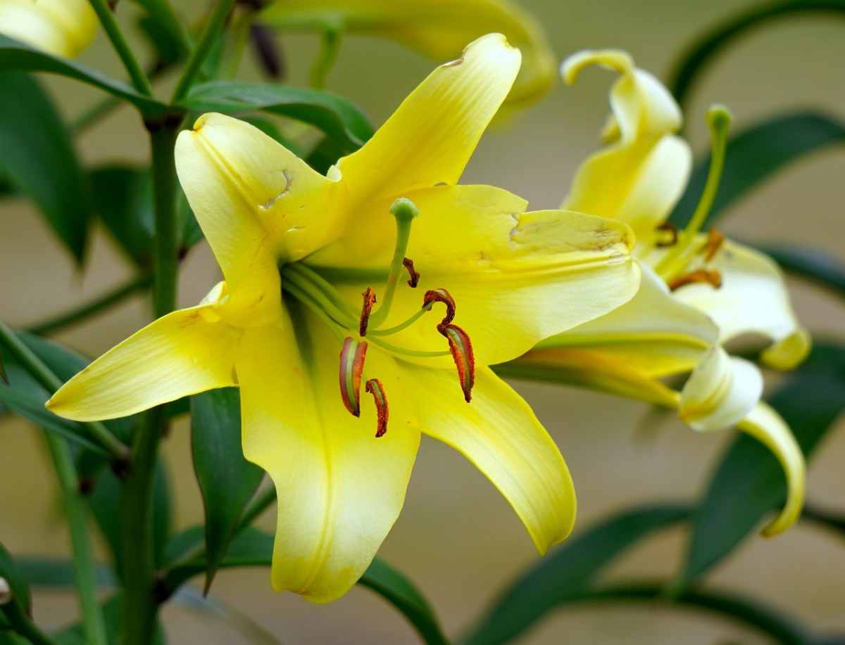 百合花几点开花(百合花几点开花时间是几点)