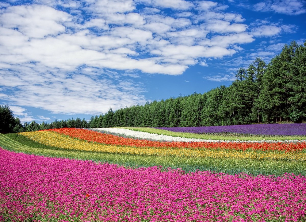 花场,鲜花,颜色