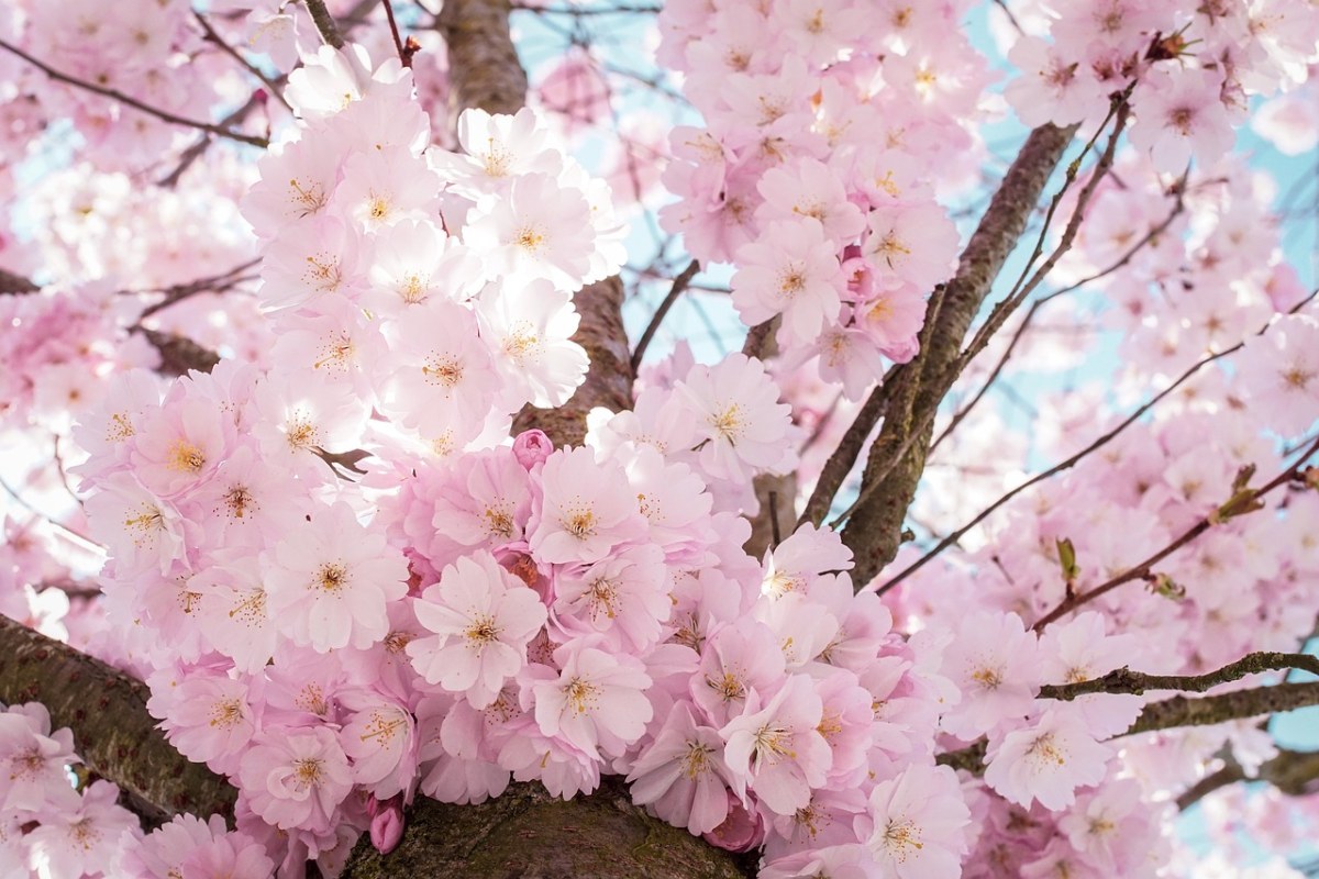 娇艳的粉色樱花免费图片