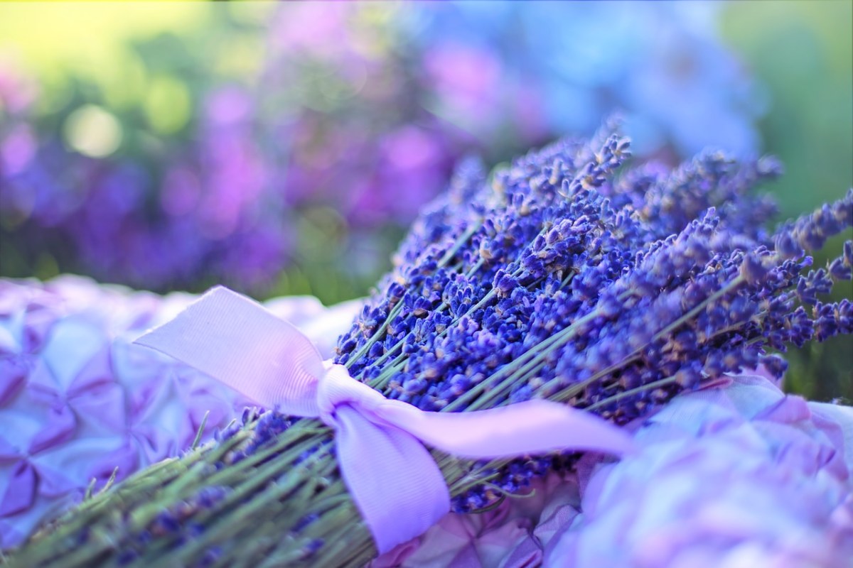 薰衣草、新鲜、鲜花免费图片