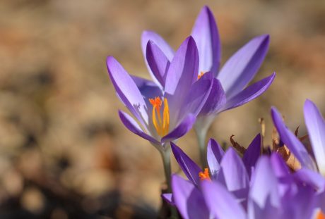 藏红花、花、春天