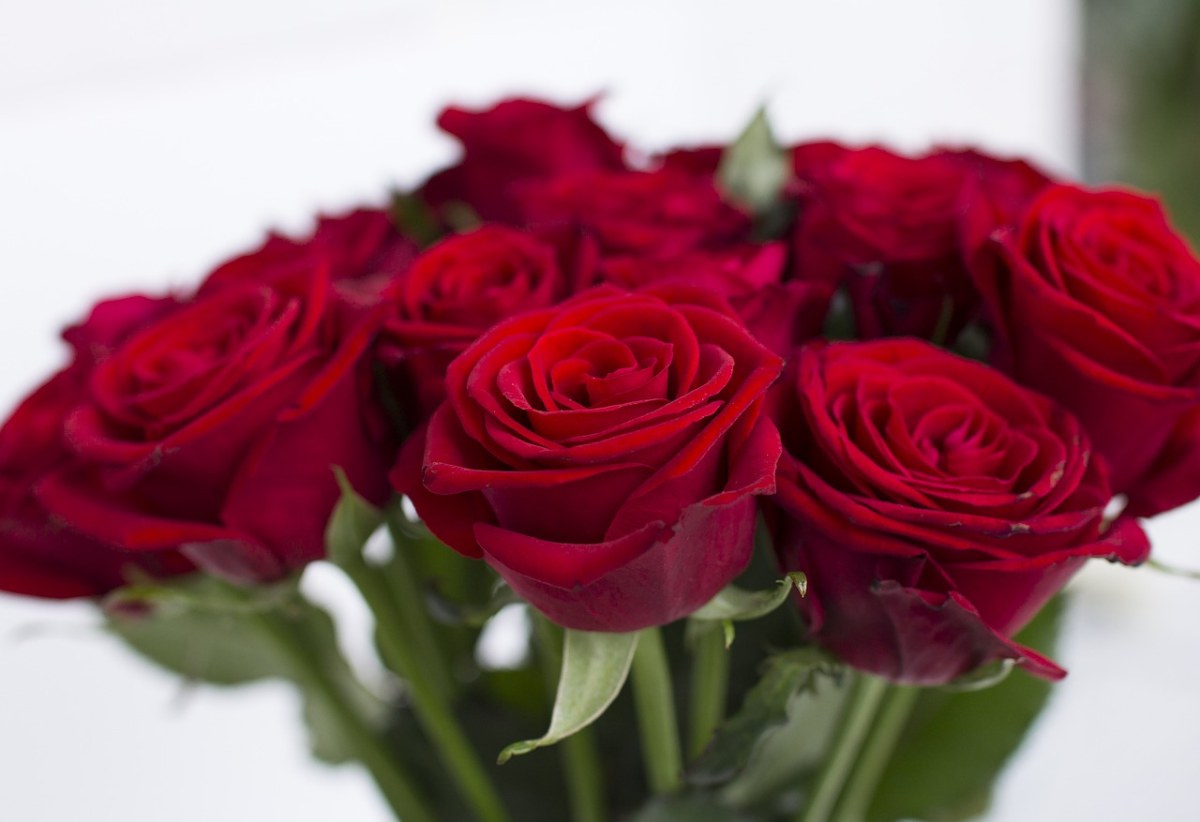 玫瑰、花束、红色免费图片