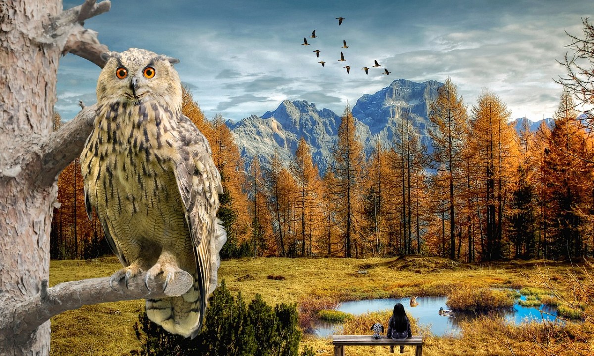 住上的猫头鹰与秋天树林免费图片