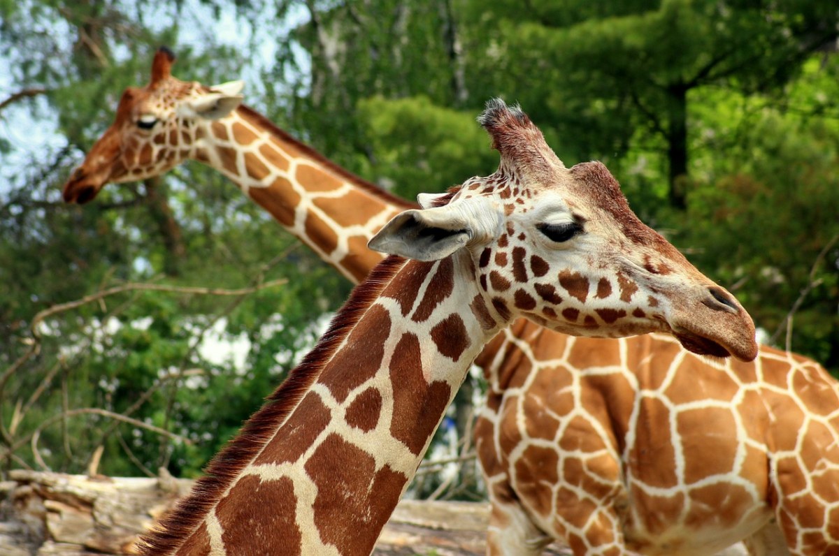 长颈鹿、动物、哺乳动物免费图片