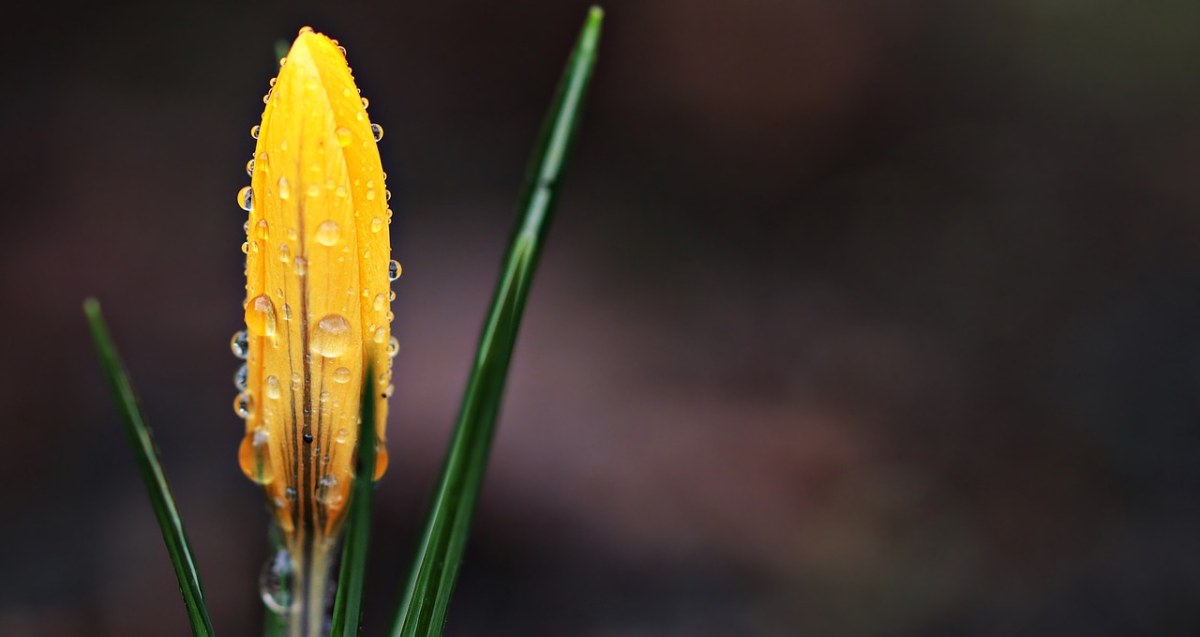 藏红花、花、雨滴免费图片