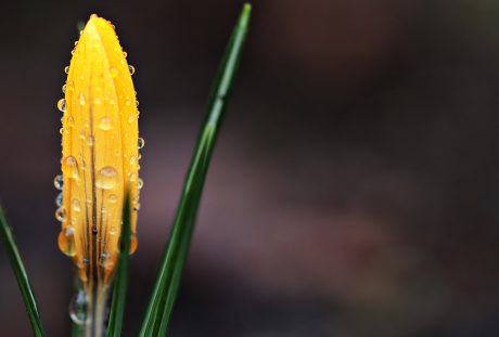 藏红花、花、雨滴