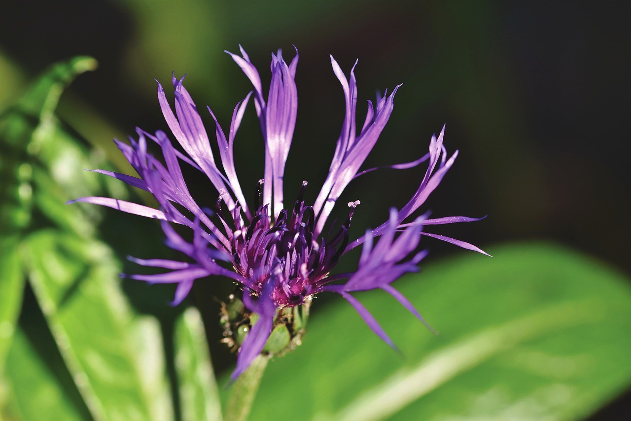 阿尔卑斯山矢车菊,矢车菊蒙大拿州,花