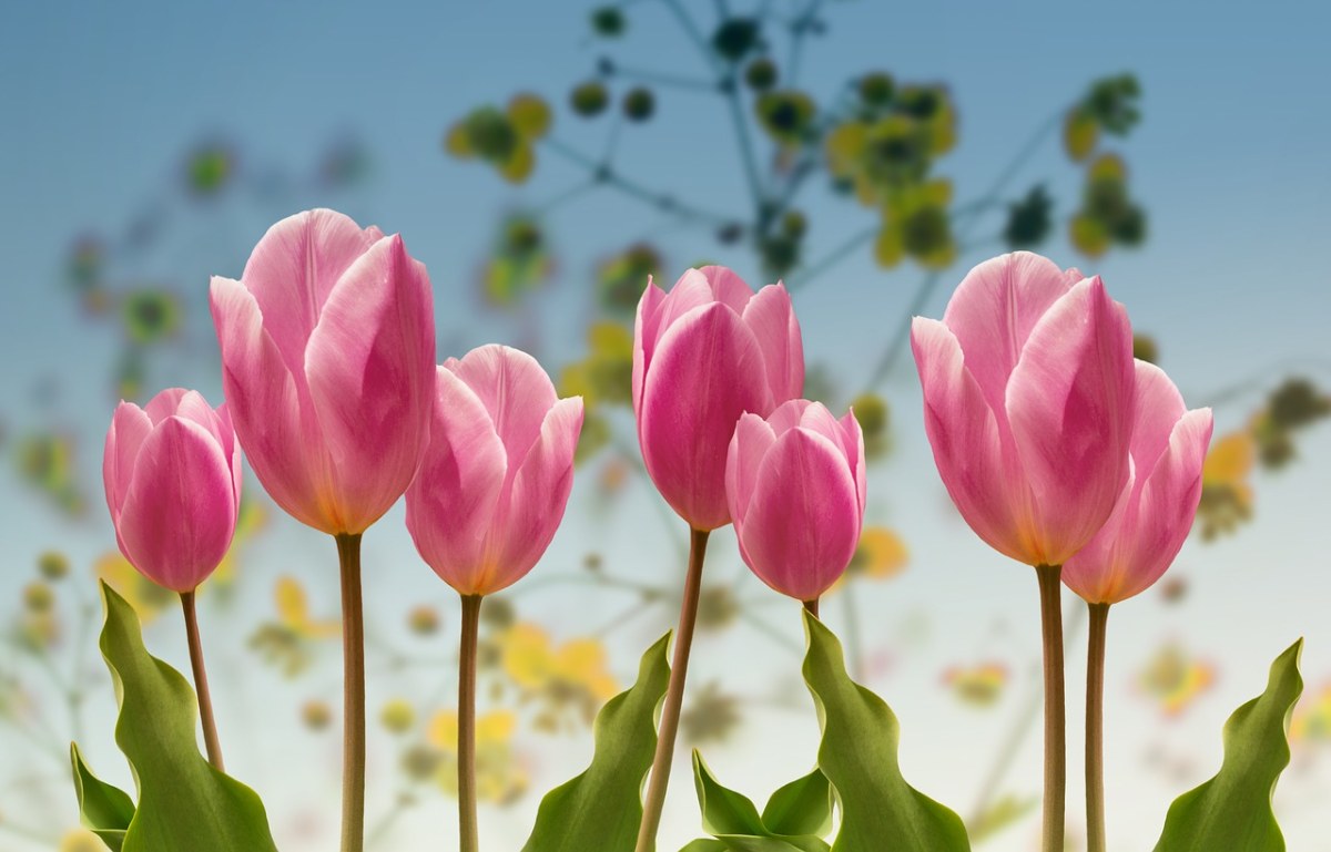 郁金香真花图片大全大图(郁金香真花图片大全大图 手机壁纸)