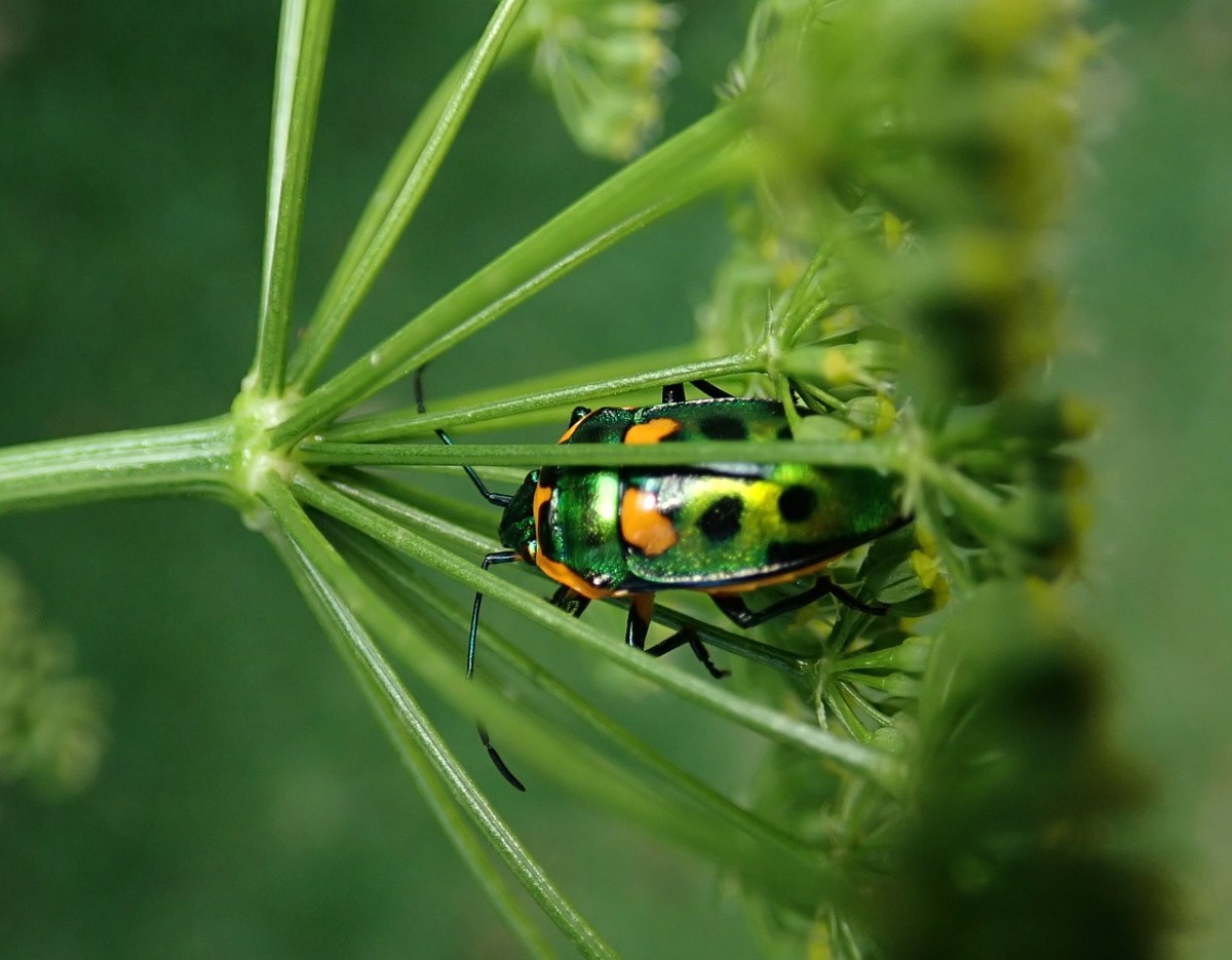 常见甲壳虫昆虫图片