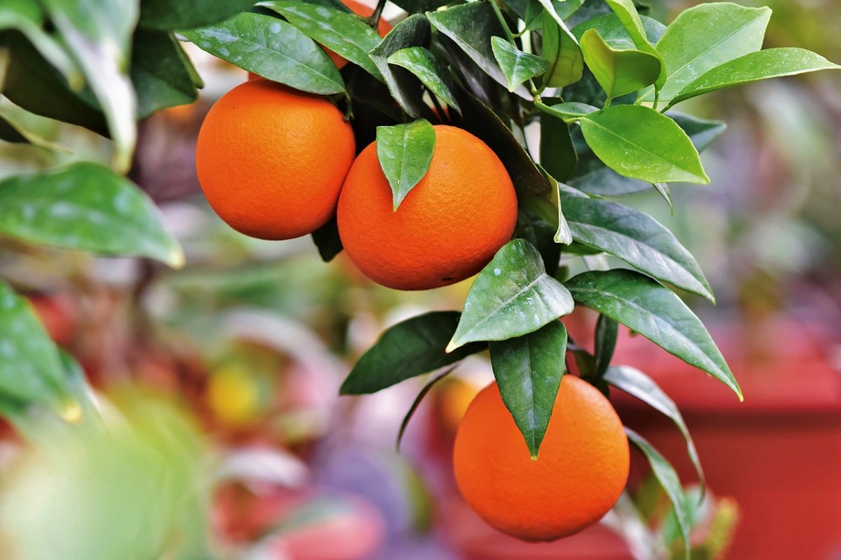 树上的橙子免费图片