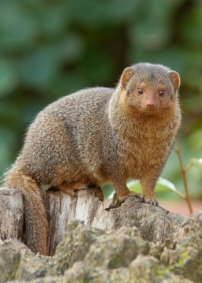 zwergmanguste猫鼬獴