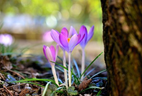 藏红花、早布卢默、春天