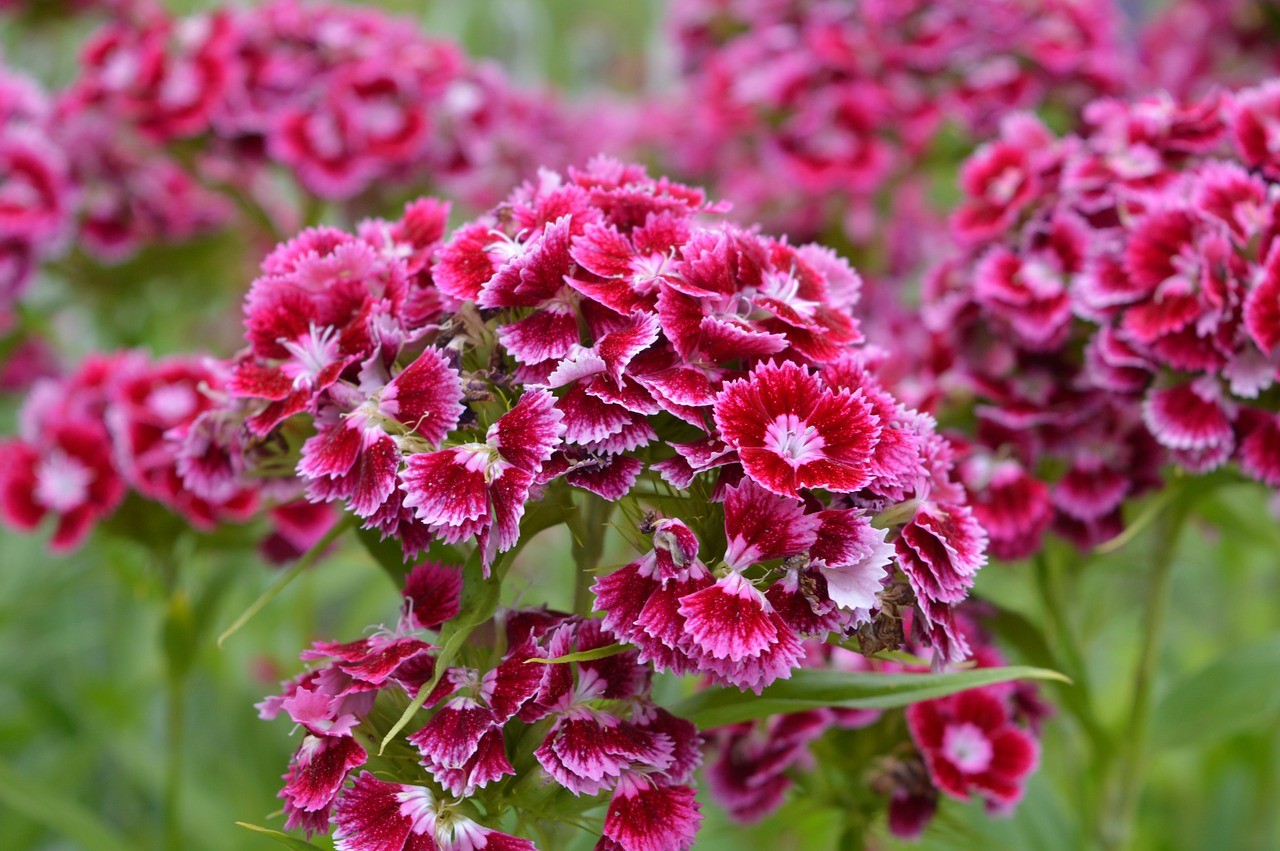 波兰花,花园,性质