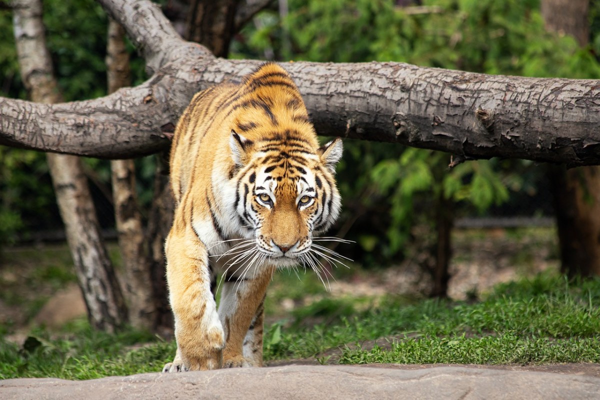 虎、西伯利亚虎、哺乳动物免费图片