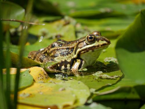 池塘绿叶上的一只青蛙