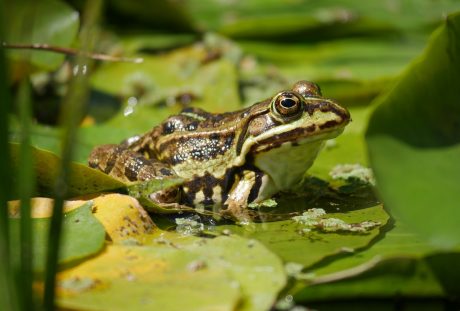池塘绿叶上的一只青蛙