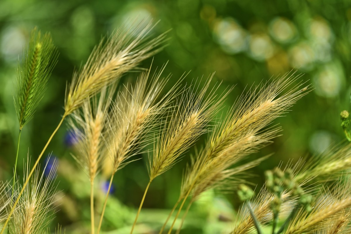 谷子大麦、草、杂草免费图片