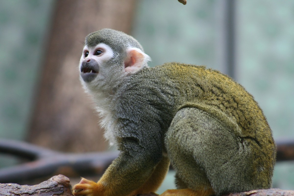 猴子,灵长类动物,哺乳动物