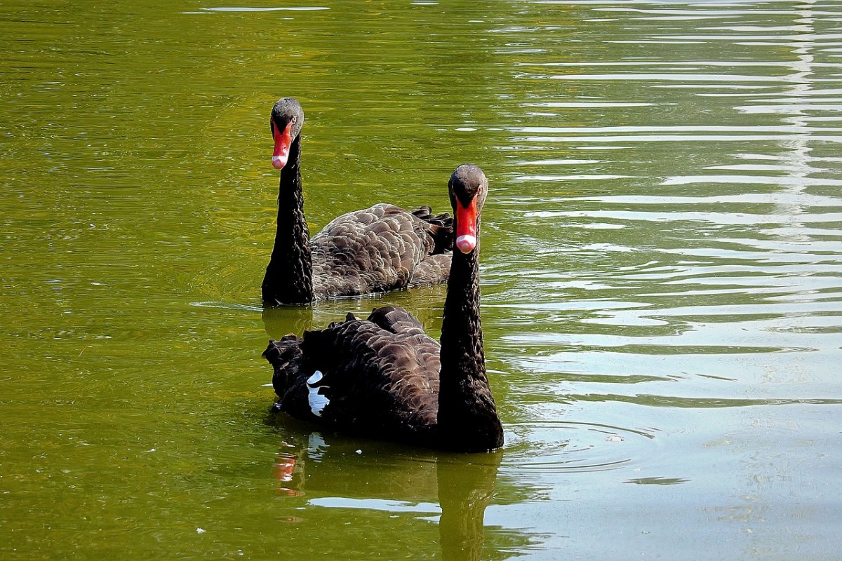 黑天鹅、鸟、湖免费图片