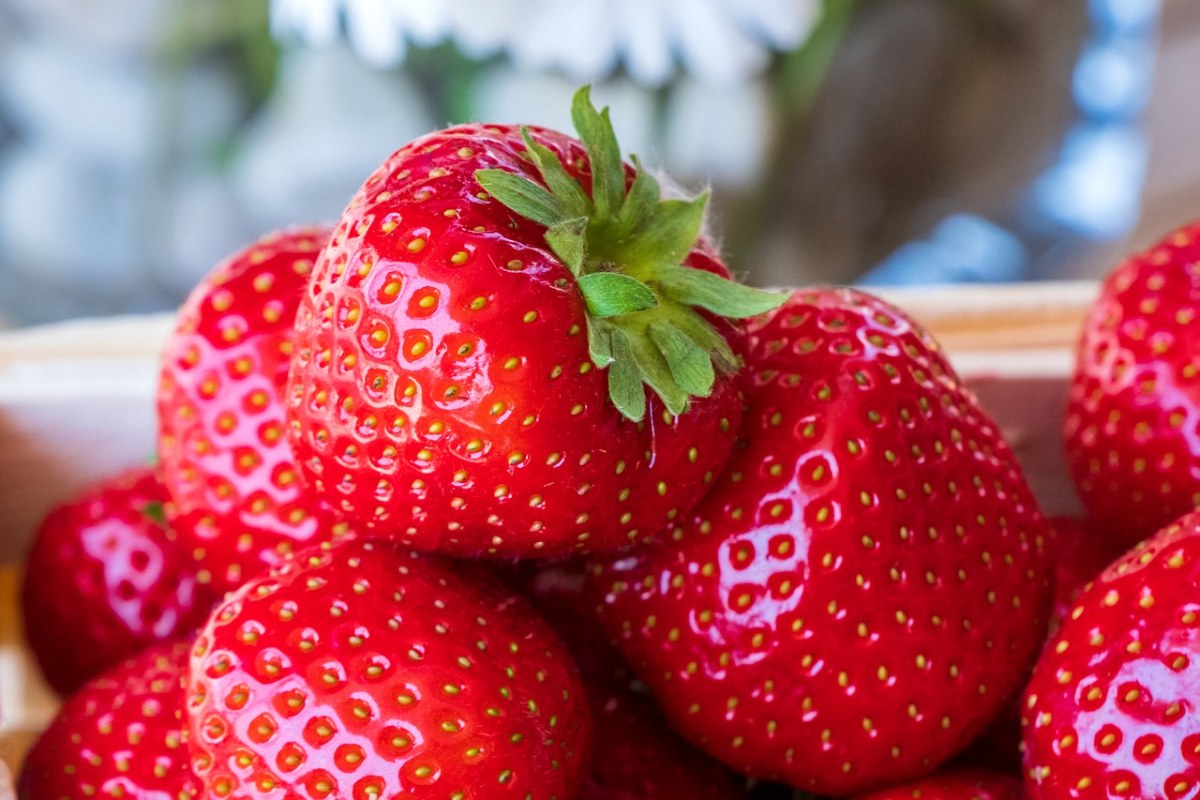 草莓、新鲜、水果免费图片