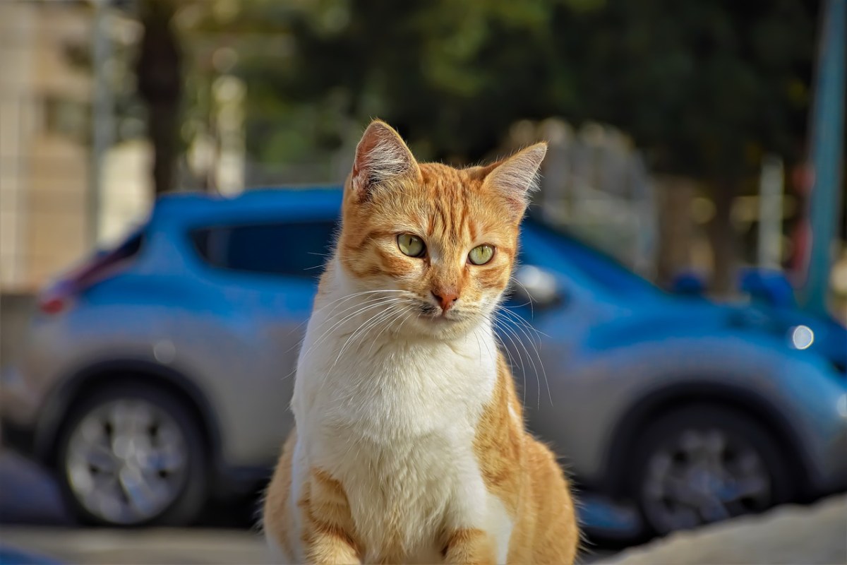 猫、车、街免费图片